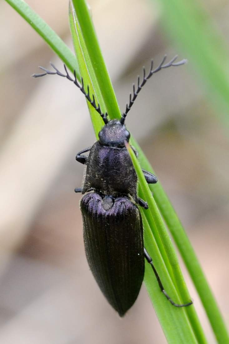 maschio di Ctenicera heyeri (Elateridae)